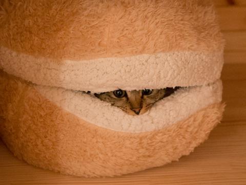cat-burger-bed-maru-7.jpg