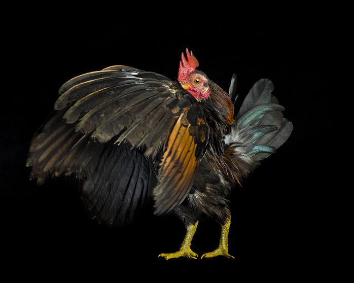 chicken15.jpg