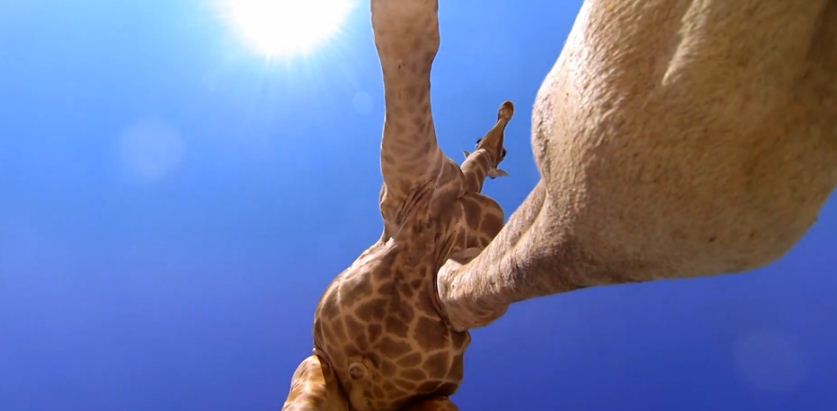 giraffe.JPG