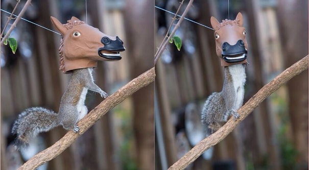 horse-head-squirrel-feeder-top.jpg