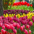 Tulipa - Tulipán