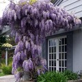 Wisteria sinensis - lila akác