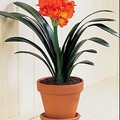 Clivia miniata - klívia