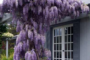 Wisteria sinensis - lila akác