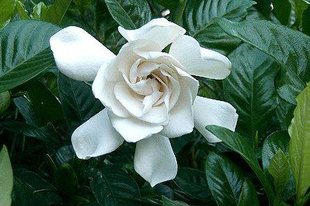 Gardenia jasminoides - Gardénia