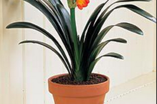 Clivia miniata - klívia