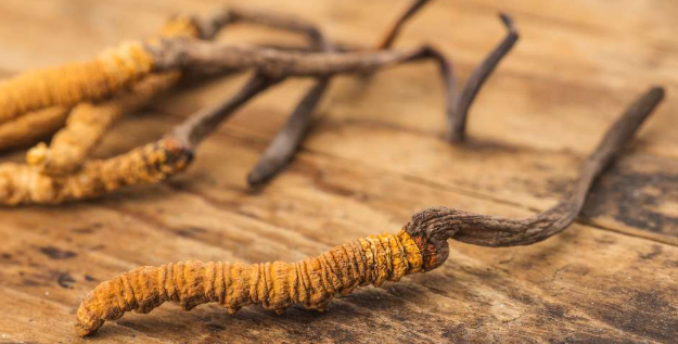 Cordyceps és légzőrendszer – Segíthet-e az asztmában?