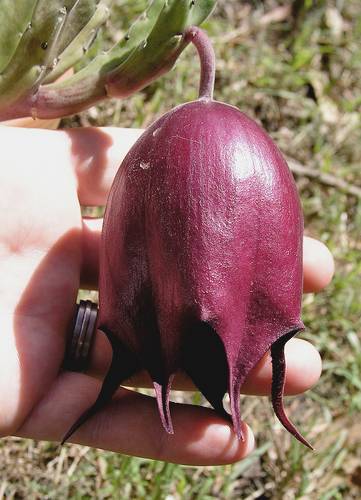 stapelia.jpg