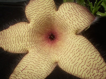 stapelia_gigantea.jpg