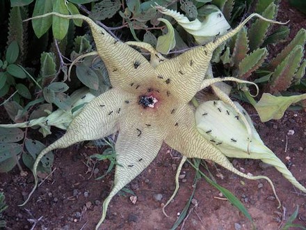 stapelia_gigantea_flower.jpg