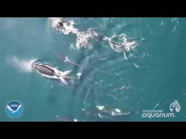 Drónok és gyilkos bálnák
