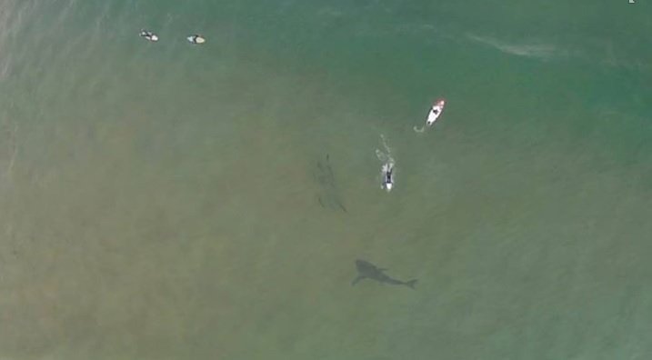 shark-drone-facebook.jpg