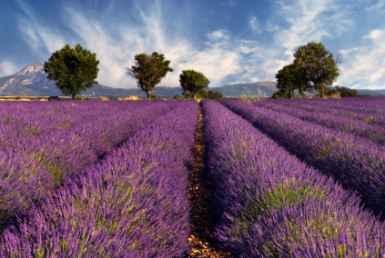 provence_lavender.jpg