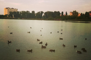 Ma van pont egy éve, hogy elmentem sétálni a kedvenc parkomba