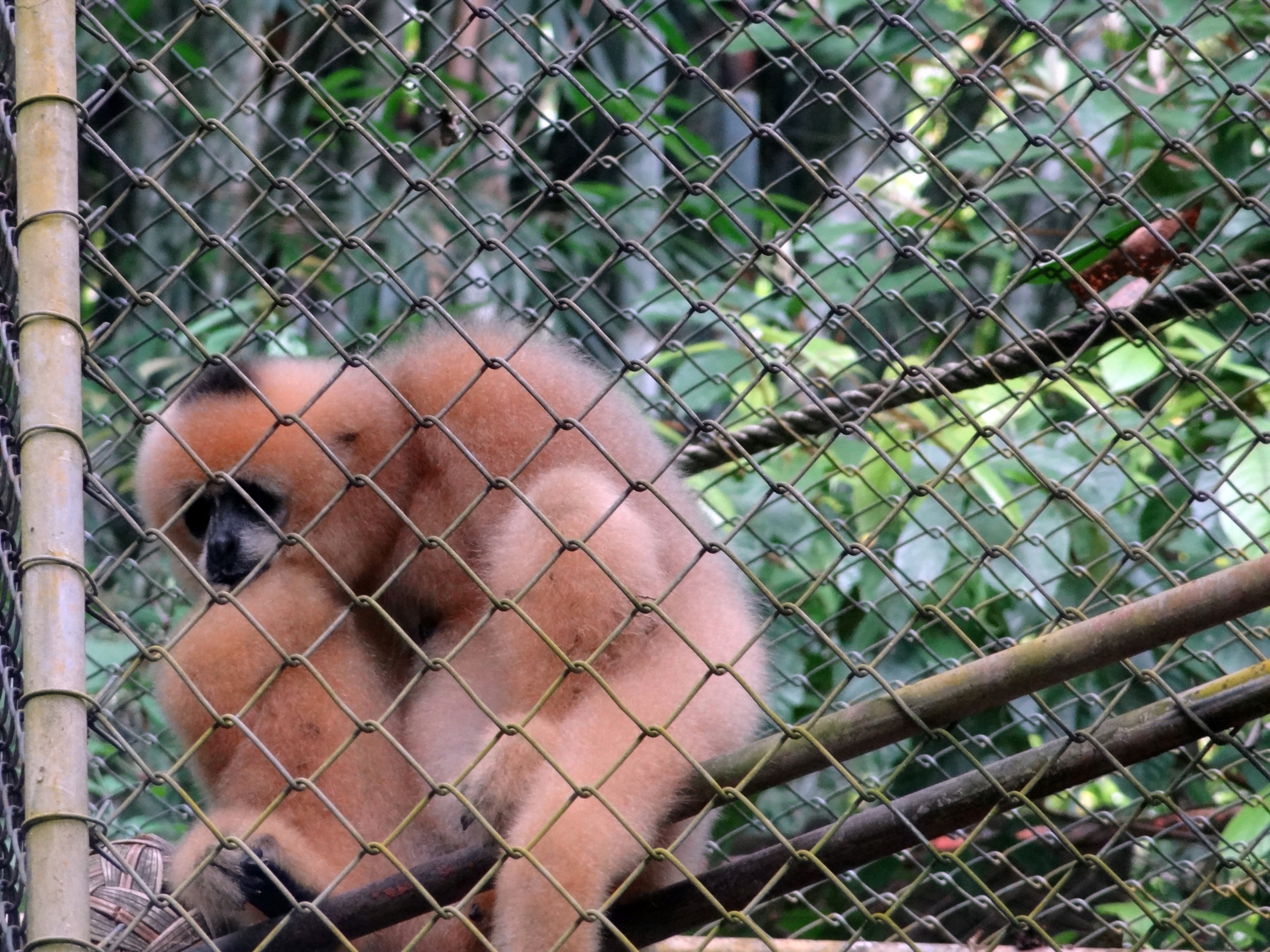 szomorú a gibbon, mert nincs csak fél keze, meg fél lába, és kicsi a ketrec is