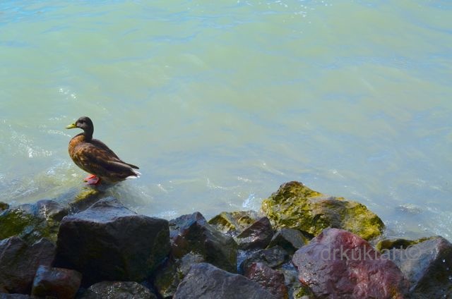 drkuktartbalatonfüredtihanystrand18.jpg