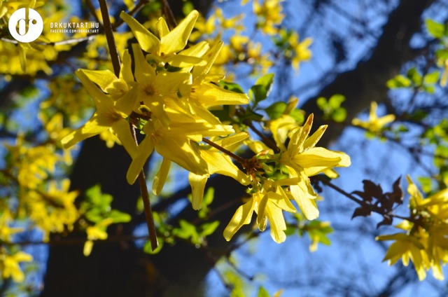 drkuktart_spring_tavasz_budapest06.jpg