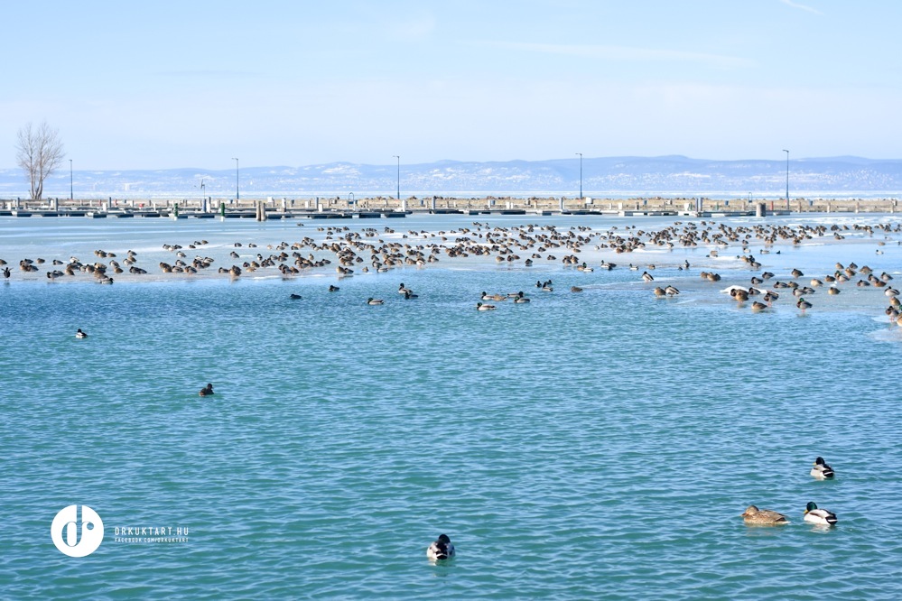 drkuktart_balaton2017januar18siofok.jpg