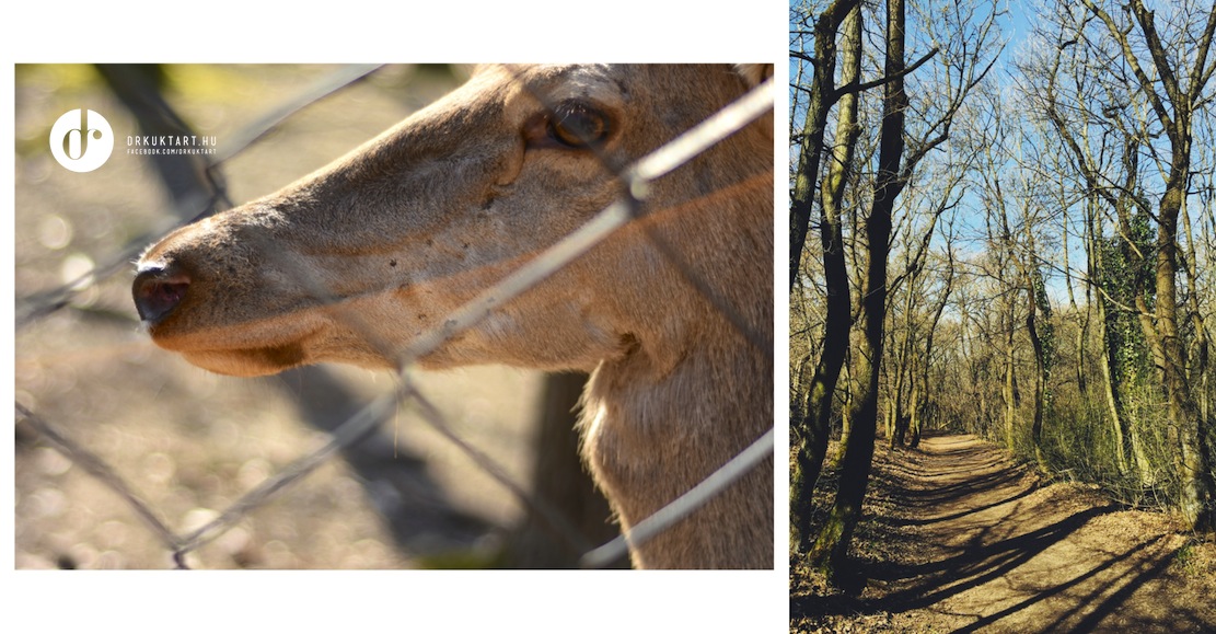 drkuktart_budakesyivadasparkwildlifepark14.jpg