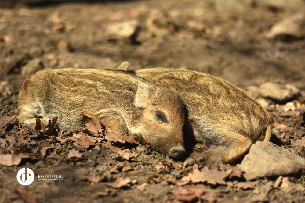 drkuktart_budakesyivadasparkwildlifepark19.jpg