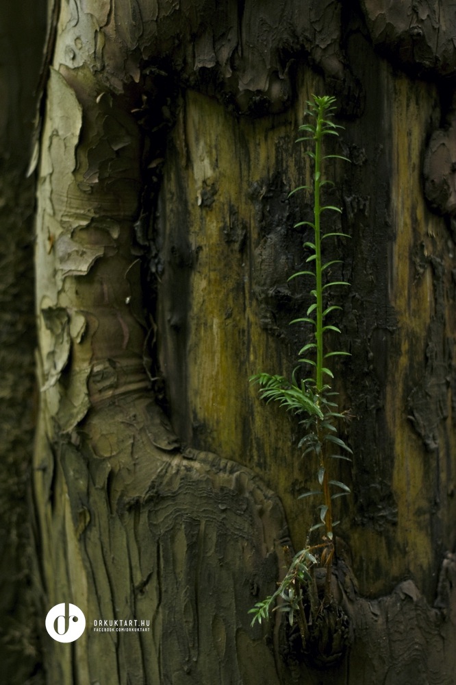 drkuktarterdotelkiarboretumbutlerkastely03.jpg