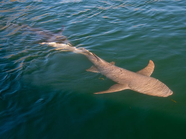 640px-nebrius_ferrugineus_broome.jpg