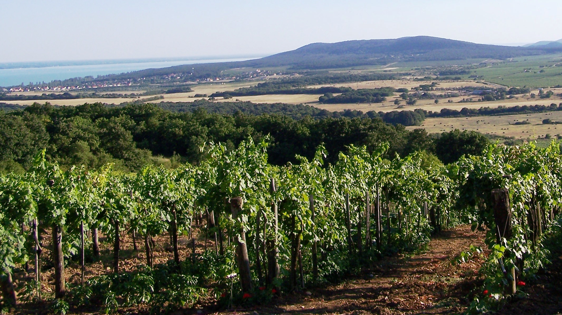 balaton.jpg