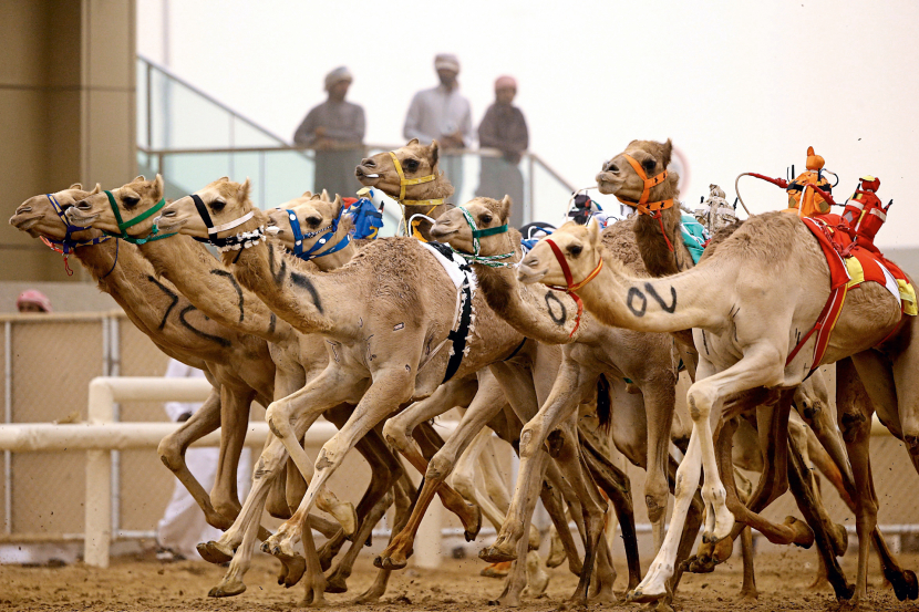 camel-racing.jpg