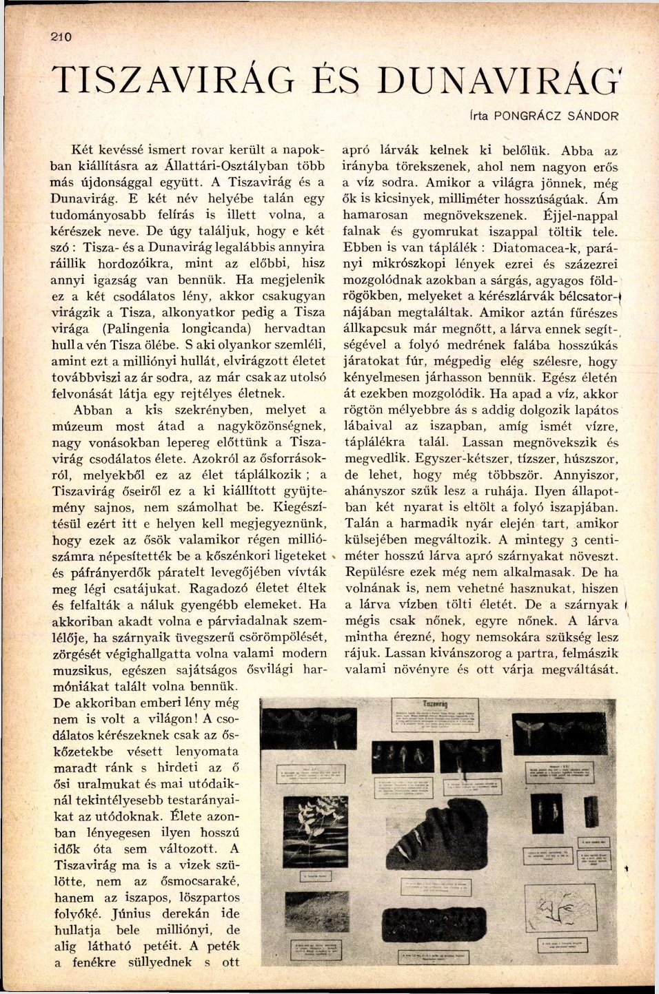 bme_buvar_1936_pages266-266.jpg