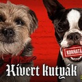 Kivert kutyák (Strays) - a magyar hangok