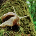 A csiga