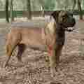 Boerboel (FCI: nem elismert)