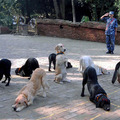 Kutyanevelés - a kutyakiképzés