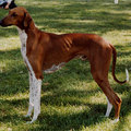 Azawakh (FCI: 307) - az anorexiás kutya