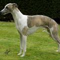 Whippet (FCI: 162)