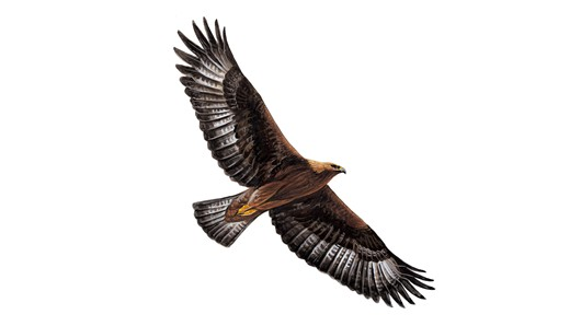 eagle_full.png