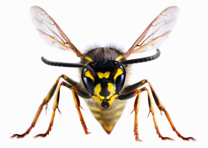 killer-bees-information.jpg