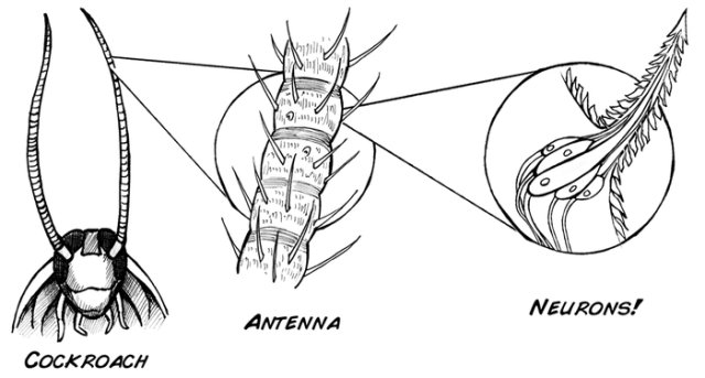 taviranyithato-robot-csotany_4.png