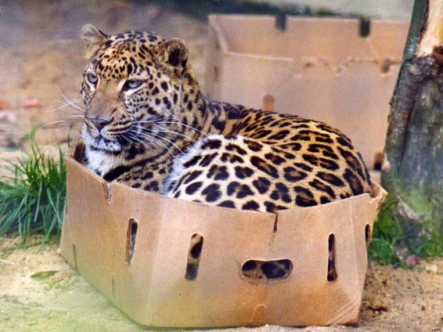 leopard_dobozban_.jpg