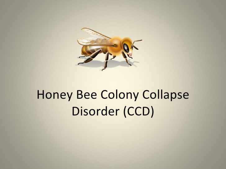 honey-bee-colony-collapse-disorder-ccd-1-728.jpg