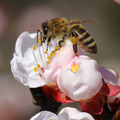 4 tipp a méhek védelméért