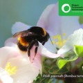 Haladék a méheknek, a gazdáknak és az európai régióknak