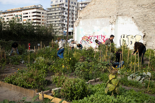 Közösségi kertészkedés a nagyvárosban