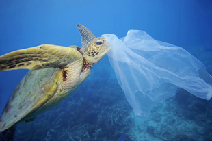 Írd alá a petíciót- Mondjunk nemet az egyszer használatos műanyagokra!