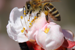 4 tipp a méhek védelméért