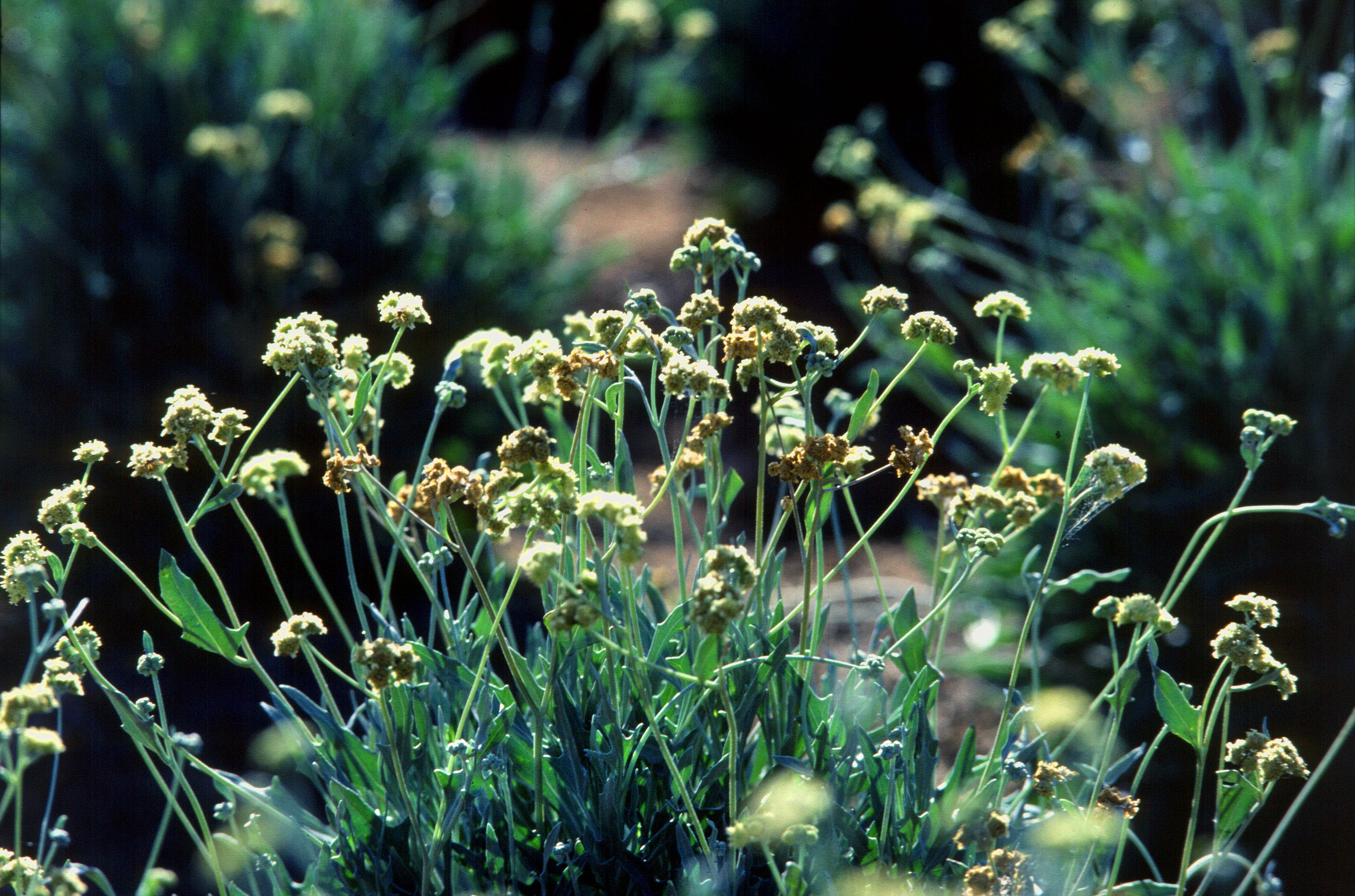 01_guayule_cserje.jpg