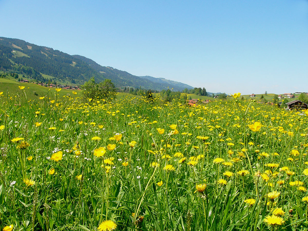 1200px-blumenwiese_bei_obermaiselstein05.jpg