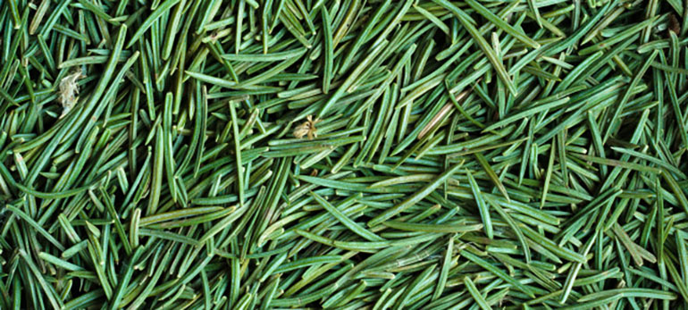 renewable-plastics-made-from-pine-needles.jpg