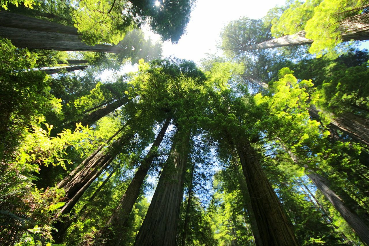 sequoia-274158_1280.jpg
