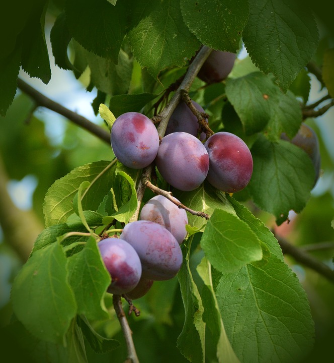 plums-1605582_960_720.jpg